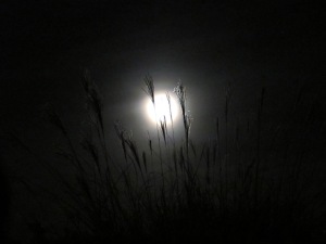Full Moon through Cattails